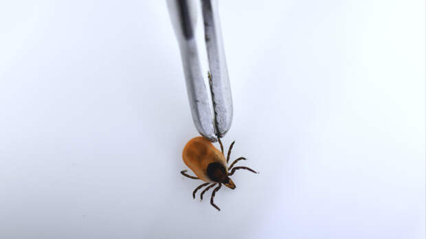 Стопроцентная вероятность встречи: в России ожидается аномальное нашествие клеще