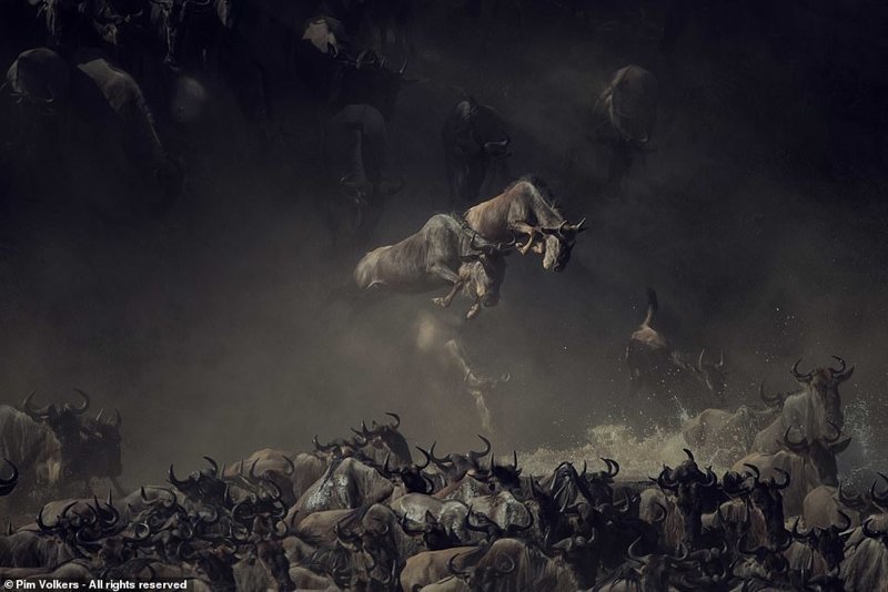 Претенденты на победу в Smithsonian Photo Contest 2018