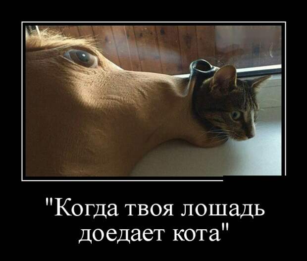 Демотиваторы (30 фото)