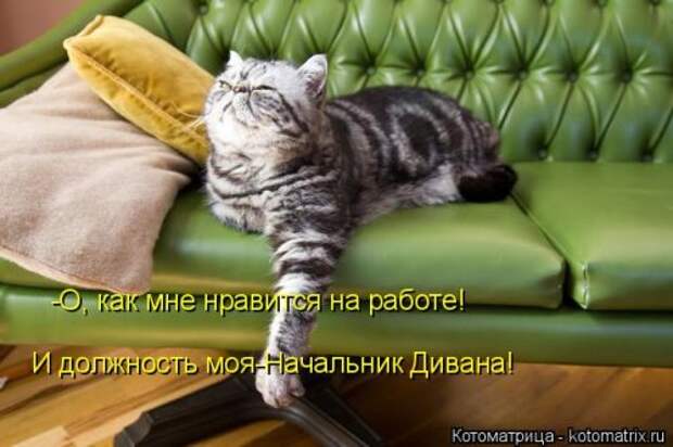 Свежая котоматрица (33 фото)