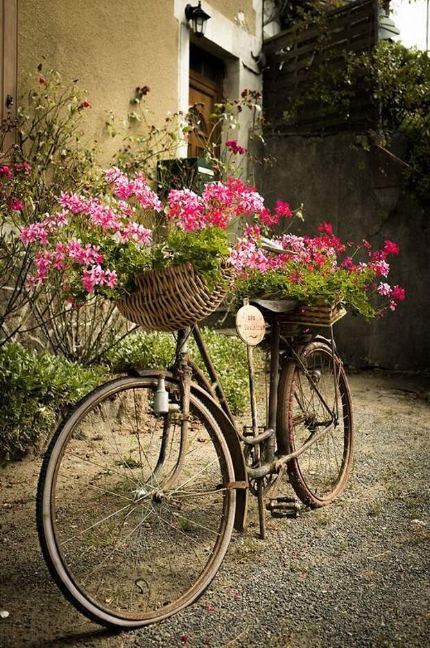 Цветы в старом велосипеде