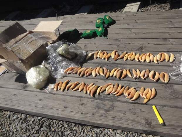 Рога сайгака, клыки медведя и нефритовые браслеты спрятали в вагоне грузового поезда