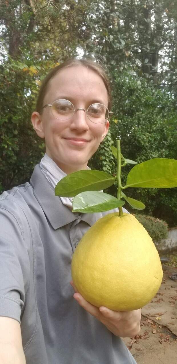 Это лимон Пандероза Это лимон Пандероза