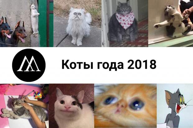 коты года