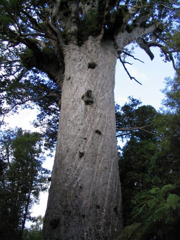 Тане-махута (Tane Mahuta) - дерево реликвия, по преданиям самое старое дерево на Земле бывает же такое, деревья, жизнь, интересное, растения, факты