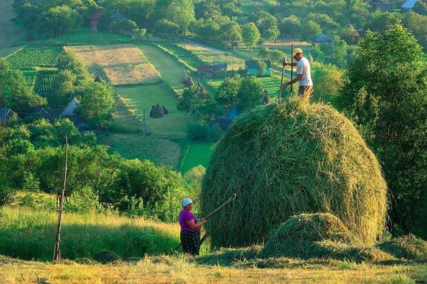 13. Заготовка сена в Трансильвании. @wanderlustav.