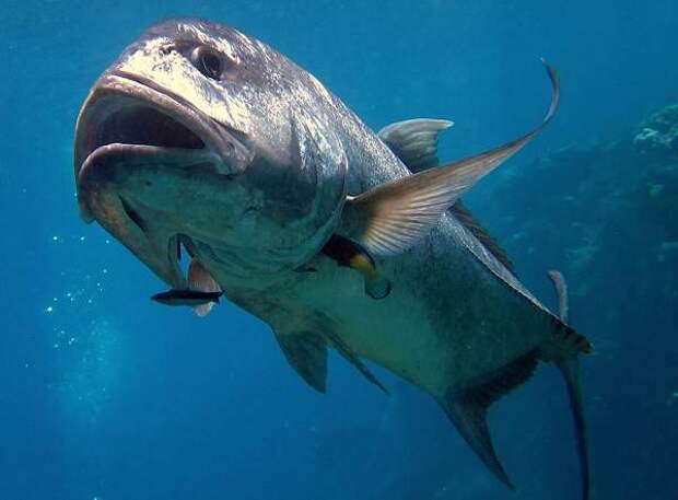 Каранкс-рыба-Описание-особенности-и-среда-обитания-рыбы-каранкс-5
