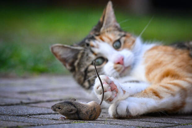 Зоопсихолог Капустина: у кошек весной обостряется охотничий инстинкт