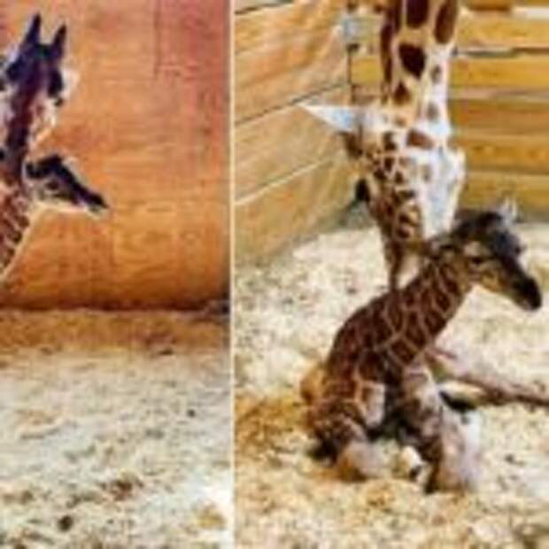 Как рожают жирафы. Жирафиха. Жирафиха и Жирафенок. Жираф рожает.