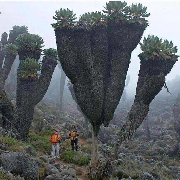 И просто огромные растения. Суккуленты на горе Килиманджаро