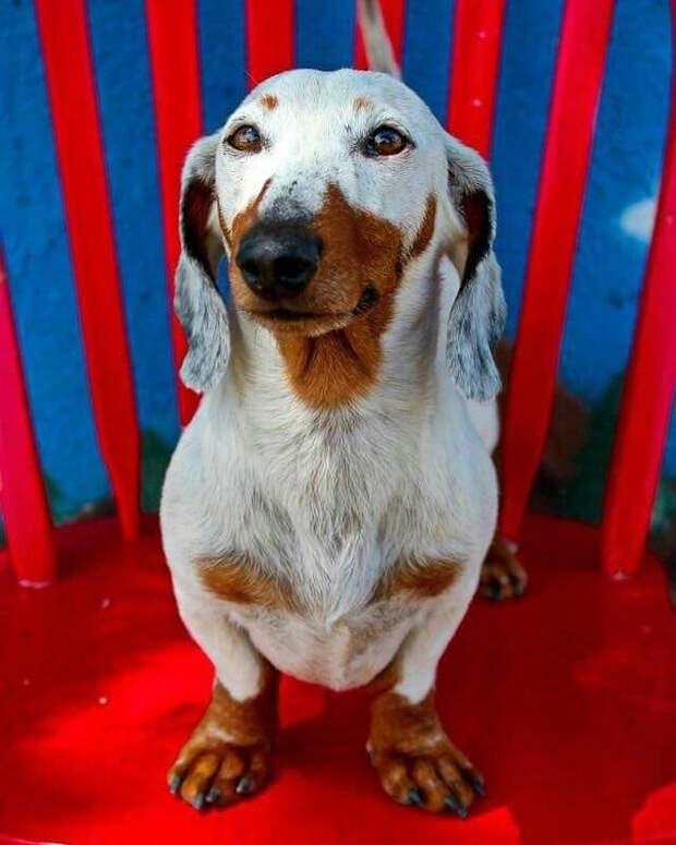 Фото © instagram/dachshundmaniax