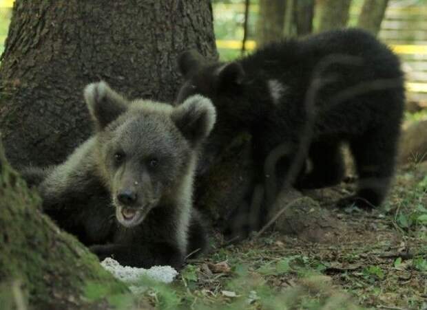 Найденный под Ухтой медвежонок обрел друга в Твери