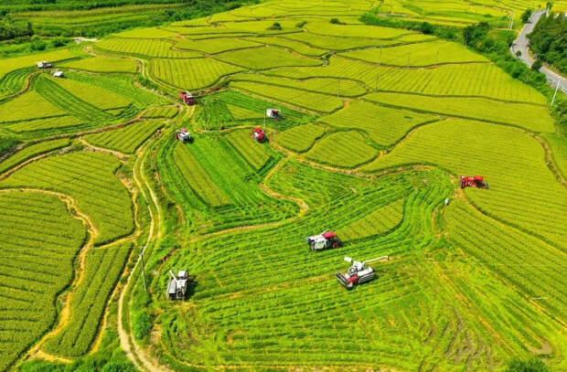 Си Цзиньпин дал указания по развитию сельского хозяйства Китая