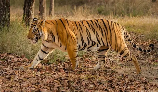 https://vunderkind.info/wp-content/uploads/2011/06/bengalskij-tigr.jpg