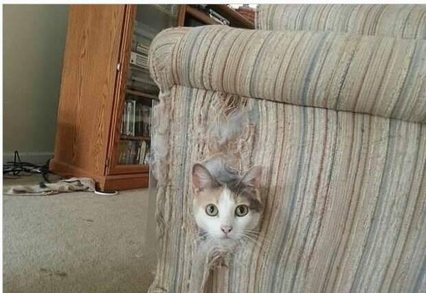 Когда им скучно Когда им скучно животные, факты, юмор