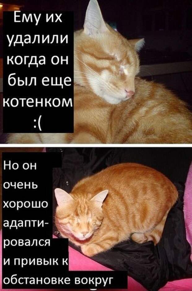 Грустная история счастливого кота Радость, кот, люди, мир, пятница