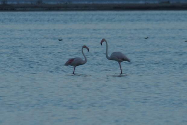 Впервые в Крыму у розовых фламинго появятся птенцы