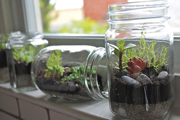 миниатюрные сады в стеклянных емкостях