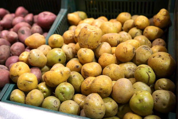 Путин спросил у главы Минсельхоза о стабилизации цен на продукты