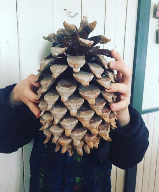 гигантские шишки