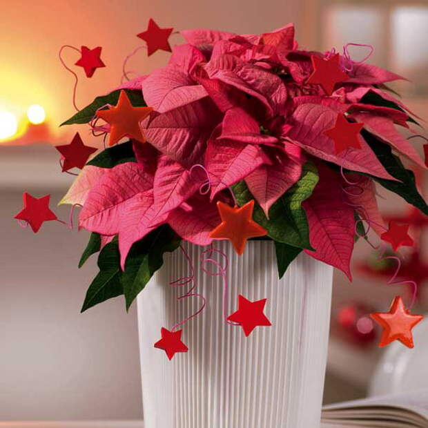 home-flowers-in-new-year-decorating1-10 (600x600, 63Kb)