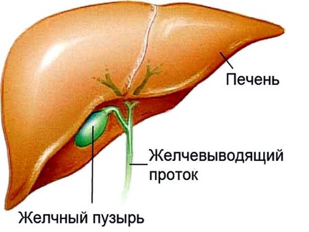 Холецистит: профилактика заболевания и лечение