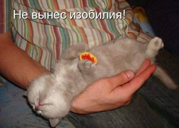 Субботний котопост коты, кошки, приколы с котами., смешные коты
