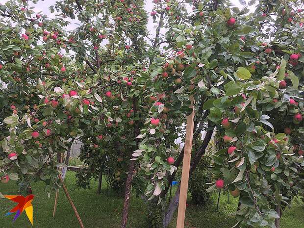 В этом году у автора на даче отличный урожай яблок Фото: Елена АРАКЕЛЯН