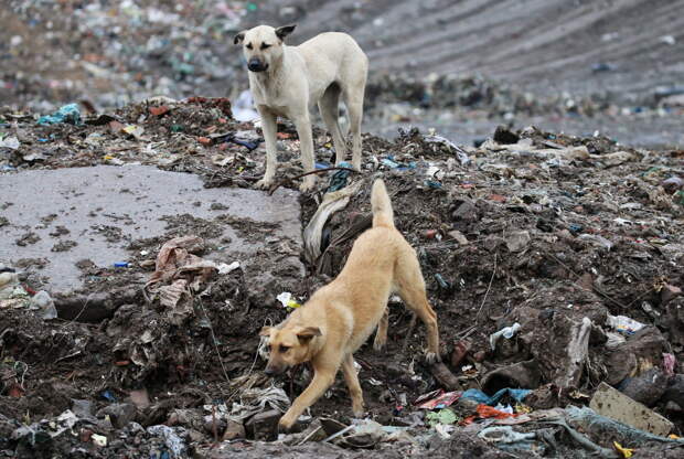 ВСУ начали мобилизацию бездомных собак для «разминирования» территорий