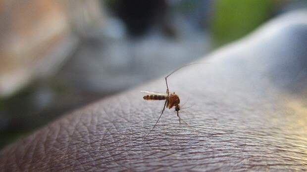 Как перестать привлекать комаров