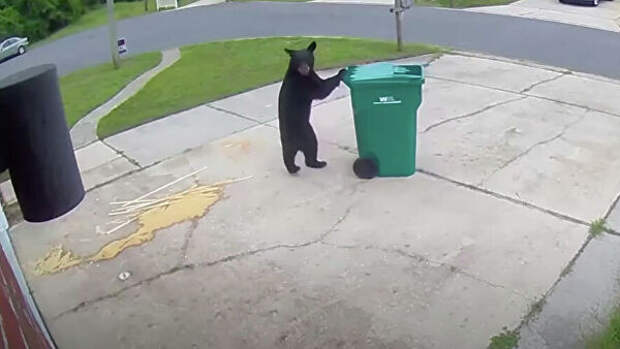 Медведь крадет мусорный бак в городе Мэри Эстер, Флорида, США
