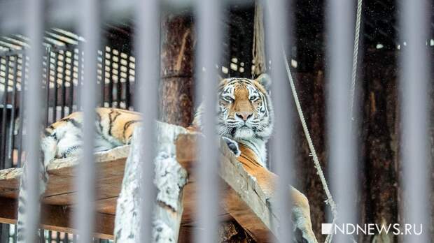 В Екатеринбургском зоопарке обустроят летний тигрятник