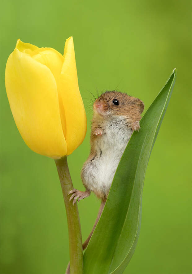 cute-harvest-mice-in-tulips-miles-herbert-9-5ad097d61b178__700.jpg cute-harvest-mice-in-tulips-miles-herbert-9-5ad097d61b178__700.jpg