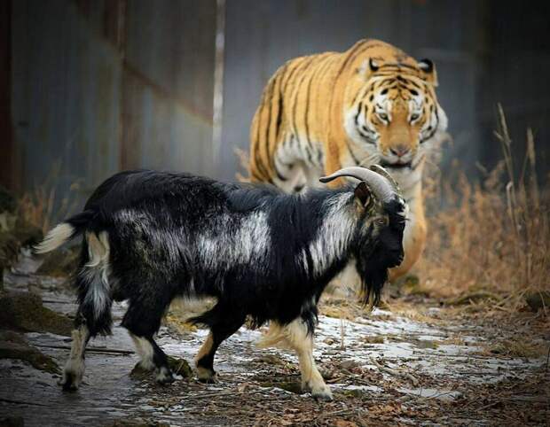 Что стало с тигром Амуром и козлом Тимуром через пять лет после нашумевшей истории