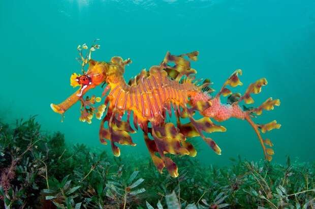 Морские коньки животные, интересное, кораллы, красиво, красочно, подводное царство, природа, ярко