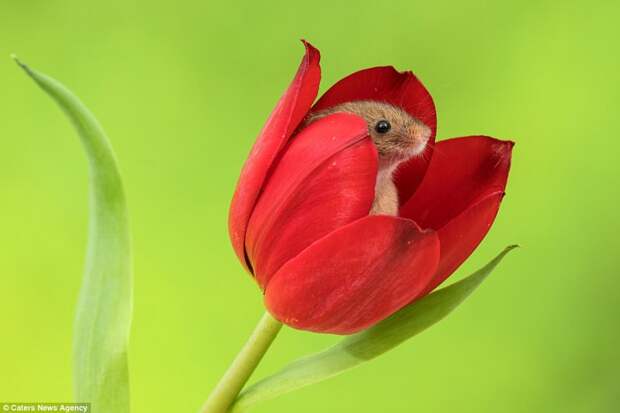 4B09F51D00000578-0-Watching_and_photographing_the_mice_is_absolutely_fascinating_an-a-5_1523519904976.jpg 4B09F51D00000578-0-Watching_and_photographing_the_mice_is_absolutely_fascinating_an-a-5_1523519904976.jpg
