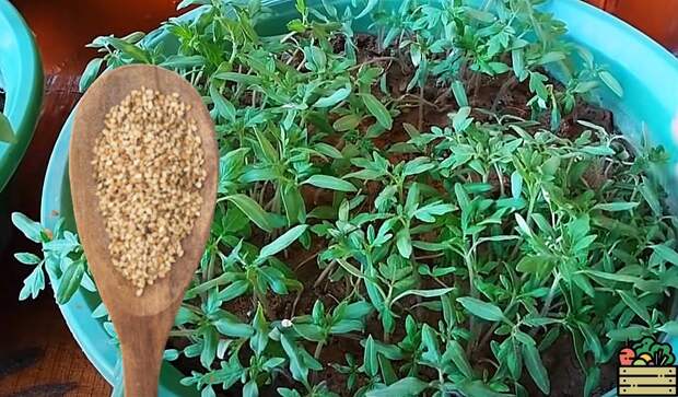 Необычная, но очень полезная подкормка для рассады