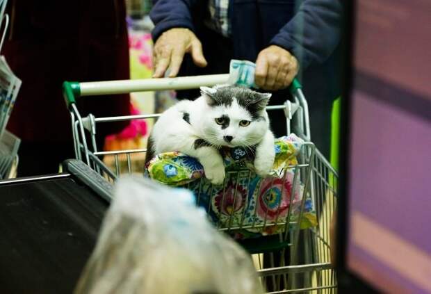 За этого кота предлагали 450 тысяч рублей За этого кота предлагали 450 тысяч рублей животные, история, кошки