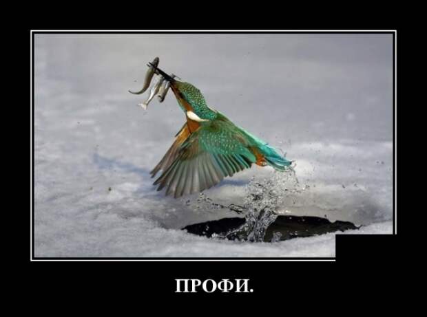Демотиваторы