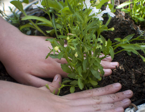Нежная лобелия: выращивание и уход, место в саду