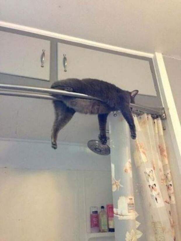 Коты, которых жизнь завела в тупик животные, коты