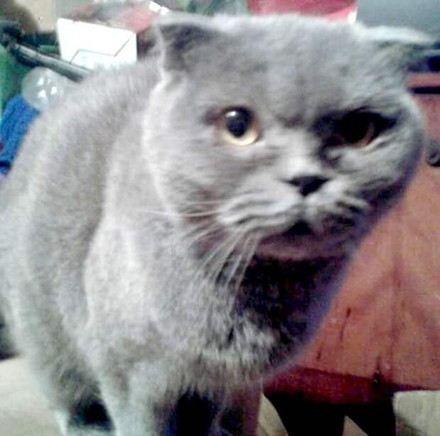 помощь кошке серая кошка