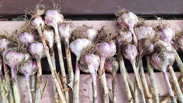 Посадка чеснока по методу Кизимы в августе