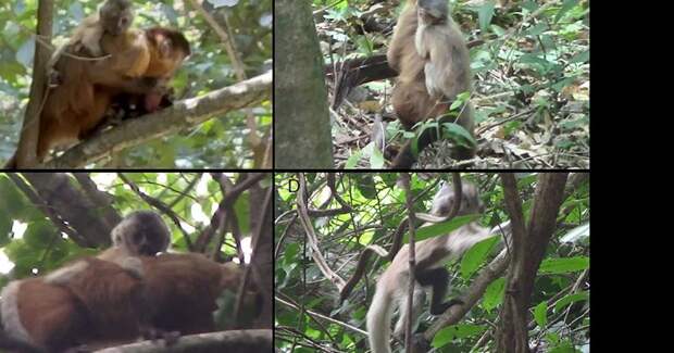 В Бразилии заметили редкого чернополосого капуцина с необычным окрасом