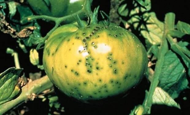 CHernaya-bakterialnaya-pyatnistost-tomata