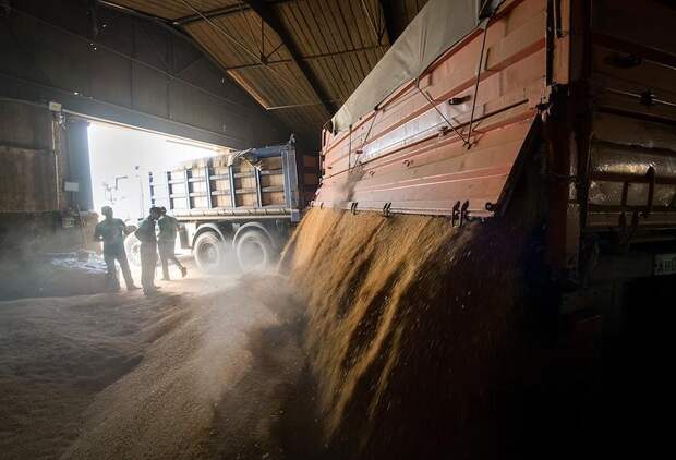 Поставки российской пшеницы в одну страну взлетели