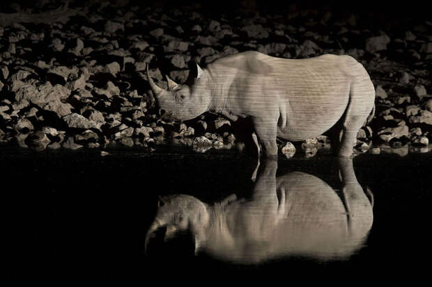 Вымирающий черный носорог, Намибия