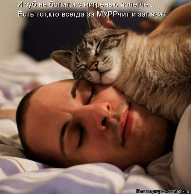 Лучшие котоматрицы недели (50 фото)
