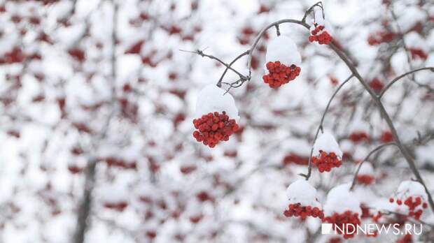 Циклон «Вивиана» принесет снегопады в Свердловскую область