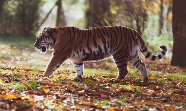 Кожемяко обещал подумать, как защитить приморцев от нападений тигров
